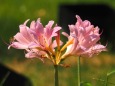 長居植物園のナツズイセン