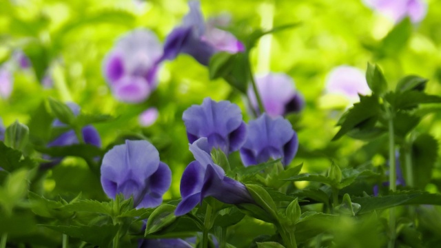 長居植物園のトレニア