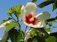 長居植物園の芙蓉