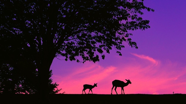 奈良公園の夕景