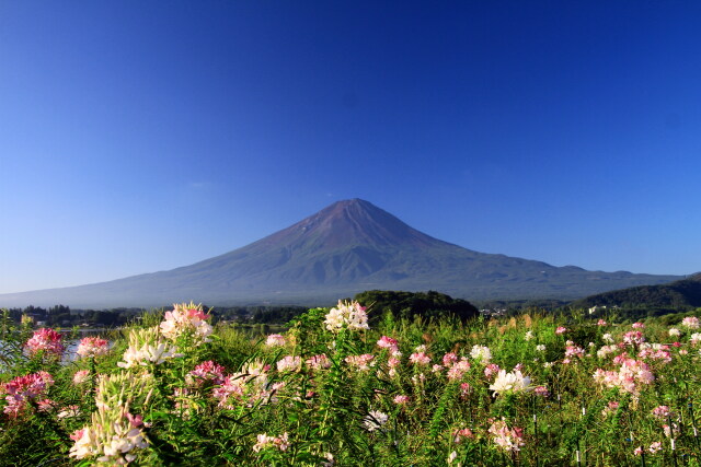 クレオメ&富士山