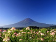 クレオメ&富士山