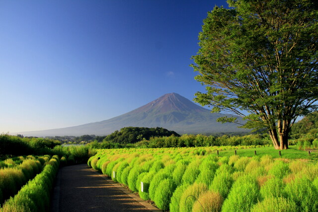 緑のコキア&富士山