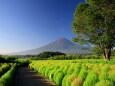 緑のコキア&富士山