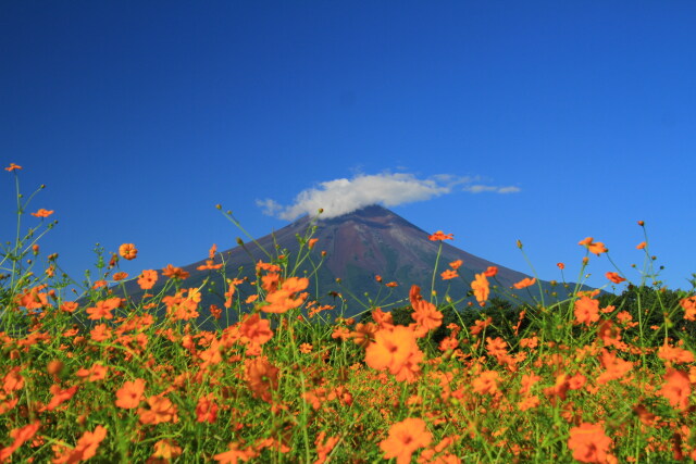 キバナコスモスに富士山