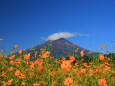 キバナコスモスに富士山