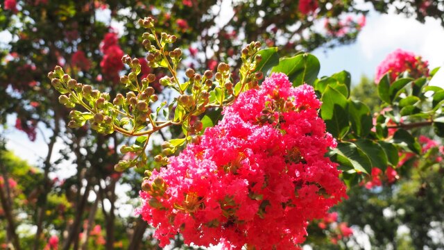 馬見丘陵公園の百日紅