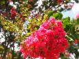 馬見丘陵公園の百日紅