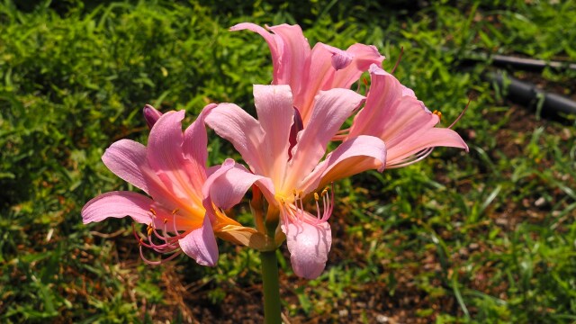 長居植物園のナツズイセン