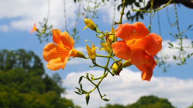 馬見丘陵公園の凌霄花