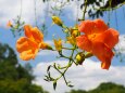 馬見丘陵公園の凌霄花