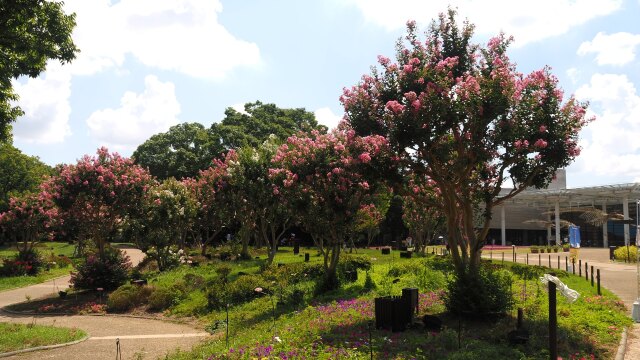 夏の長居植物園