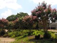 夏の長居植物園