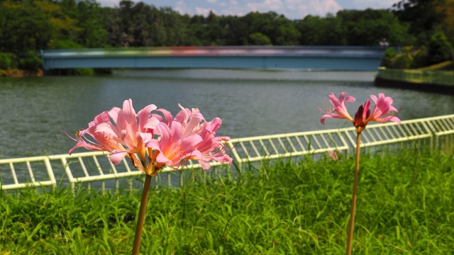 夏の長居植物園