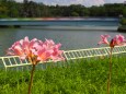 夏の長居植物園