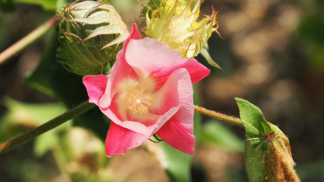 長居植物園の綿の花