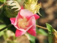 長居植物園の綿の花