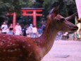 奈良公園の鹿