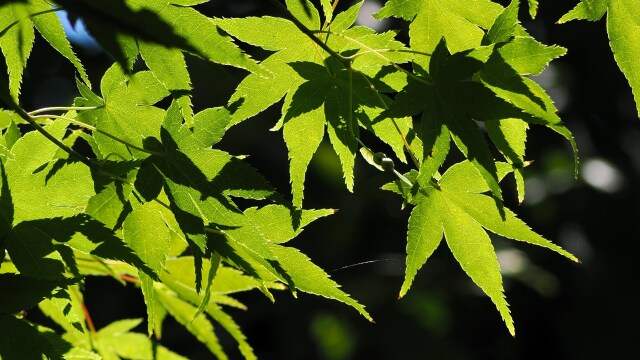 馬見丘陵公園の青もみじ