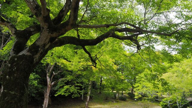 夏の嵐山