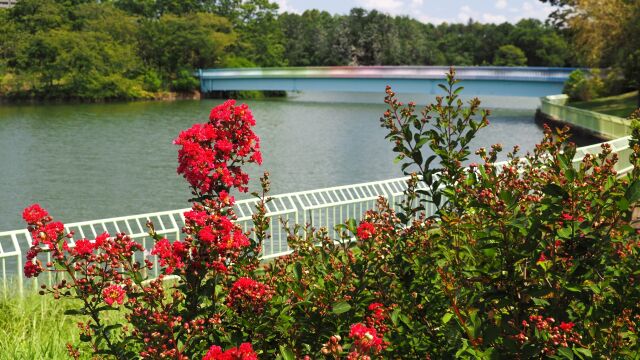 夏の長居植物園