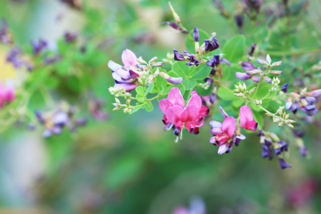 萩の花