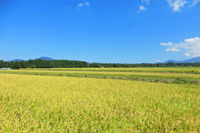 田園 秋 稲穂の波