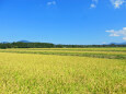 田園 秋 稲穂の波