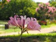 馬見丘陵公園のナツズイセン