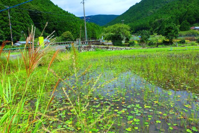 初秋の里山