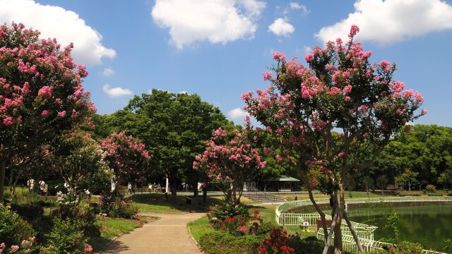 夏の長居植物園