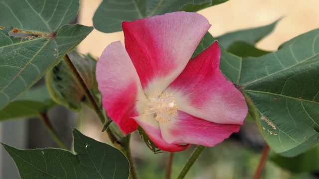 長居植物園の綿の花