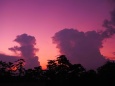 奈良公園の夕景