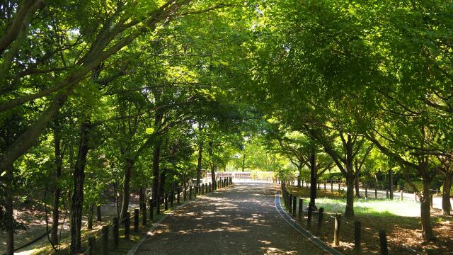 夏の馬見丘陵公園