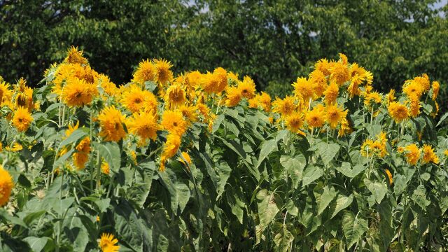 馬見丘陵公園の向日葵