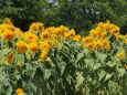 馬見丘陵公園の向日葵