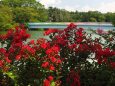 長居植物園の百日紅