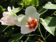 馬見丘陵公園の芙蓉