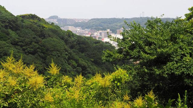 夏のくりはま花の国