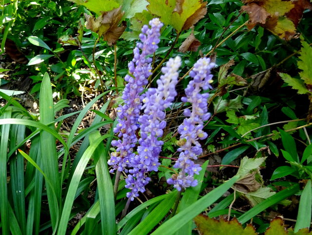 かたすみの秋 ヤブランの花