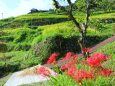 棚田と彼岸花