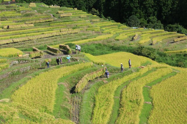 稲刈り進む棚田