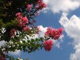 長居植物園の百日紅