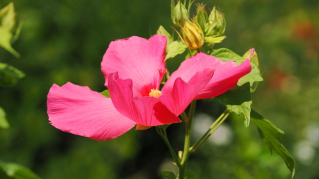 長居植物園の芙蓉