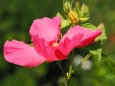 長居植物園の芙蓉