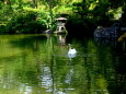 和風の池をお散歩中の白鳥さん