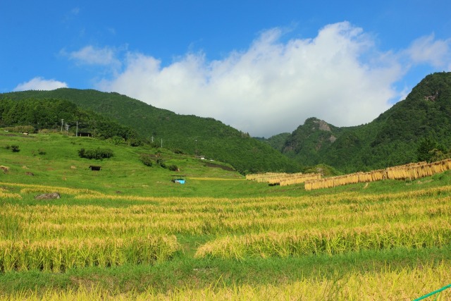 初秋の千枚田