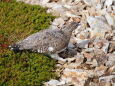 雷鳥坂の雌雷鳥2