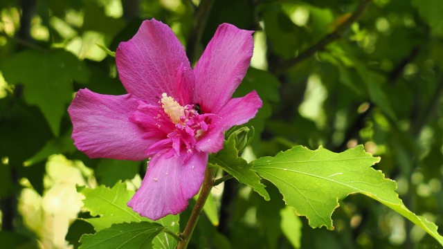 長居植物園のムクゲ