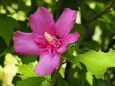 長居植物園のムクゲ